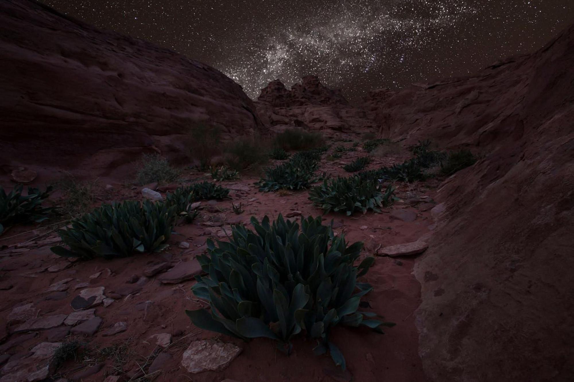 Wadi Rum Trail المظهر الخارجي الصورة